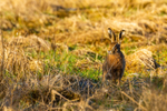 hare Lepus europaeus-4280