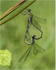 Willow emerald damselflies mating