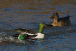 Shovelers squabbling