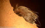 Porcupine