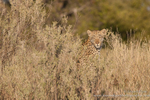 Leopard in Delta environment