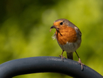 Robin - Erithacus rubecula