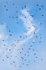 BLACKBIRD MIGRATION - LONG POINT
