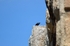 Blue Rock Thrush