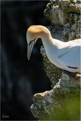 Bempton Gannets portfolio