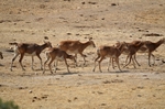 Mouflon