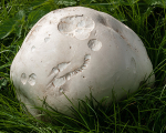 Giant Puffball
