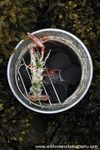 GSF009 - BBQ Langoustine