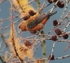 Male Crossbill