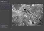 dragon fly