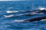 Three Giants in a row 0A3A7687