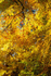 leaves and light