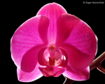 Phalaenopsis