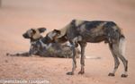 Wild dog makes ready to hunt