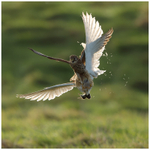 Aerial Mugging