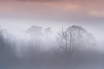 trees suspended in dawn mist