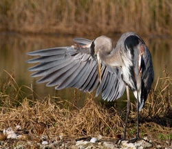 Great Blue Heron _0069
