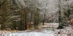 A Winter Walk