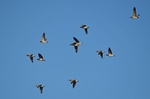Barnacle Geese