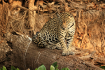 Female Jaguar watching for Caiman in water hyacinth below, Brazil