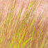 AUGUST GRASSES, 2013 - NORFOLK COUNTY