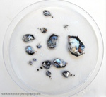 IDD016: Hatchetfishes