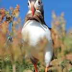 Puffin