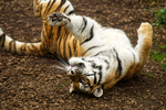 Amur Tiger - Tatana