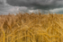 Harvest at Stradbally in County Laois