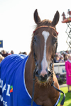 141023-Race 3-Montassib-1099