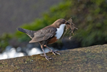 Dipper - Cinclus cinclus