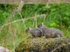 Grey Squirrels