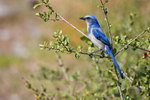 Florida Scrub-Jay from side, Venice, Florida