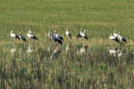 White Storks