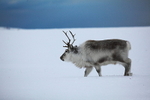 Reindeer 10