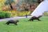 Smooth-coated Otters running, Singapore