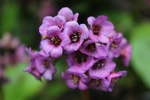 Purple Beauty