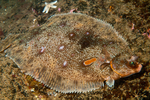 Microstomus kitt