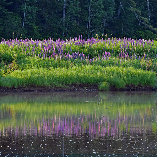 Lupines bloom vibrant along the Hammond River in rural Kings County, New Brunswick, Canada.