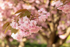 Cherry_Blossom