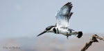 Pied take-off
