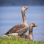 BBW-17-Greylag Geese by Duart Castle