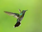 White-necked Jacobin (female) manoeuvring, Panama