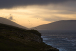 Black-browed Albatross