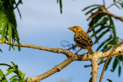 Village Weaver