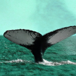 Humpback Whale Megaptera novaeangliae