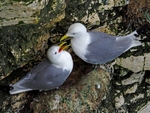 Kittiwakes