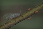 Aphid Guarding Nymphs