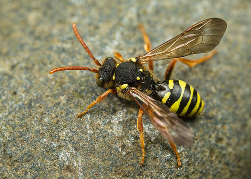 [i]Nomada goodeniana[/i] near an [i]Andrena nigroaenea[/i] colony. Warwickshire, May 2014.