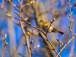 Chiffchaff